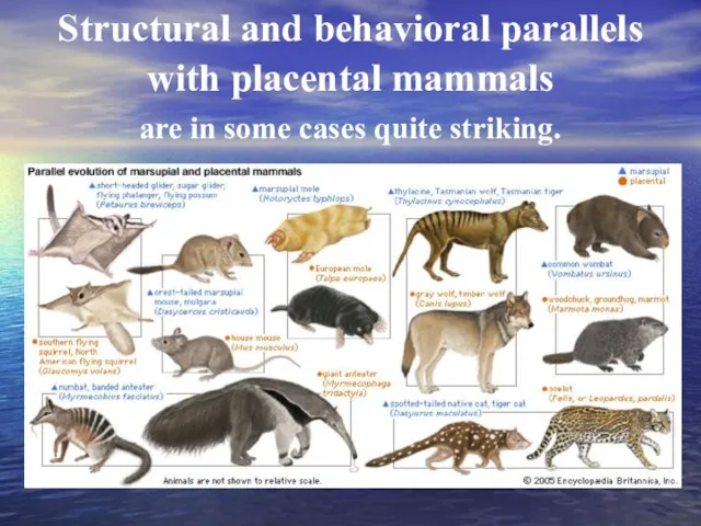 Structural and behavioral parallels with placental mammals are in some cases quite striking.