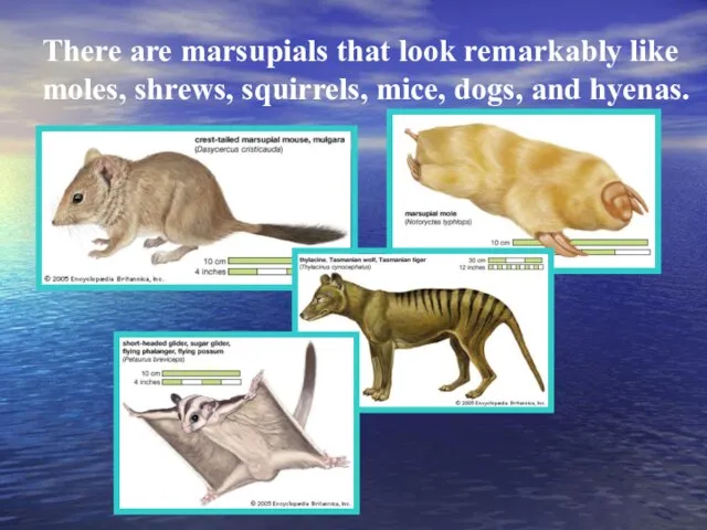 There are marsupials that look remarkably like moles, shrews, squirrels, mice, dogs, and hyenas.