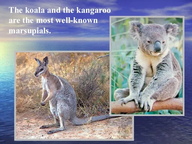 The koala and the kangaroo are the most well-known marsupials.