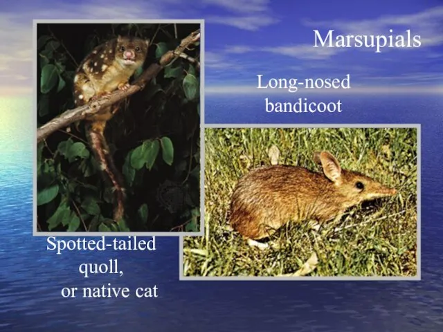 Marsupials Long-nosed bandicoot Spotted-tailed quoll, or native cat