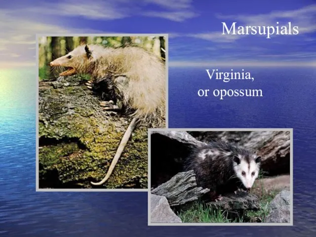 Marsupials Virginia, or opossum