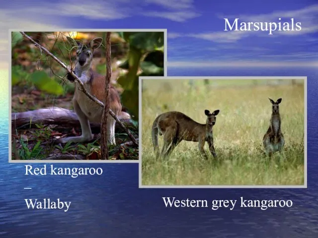 Marsupials Red kangaroo – Wallaby Western grey kangaroo