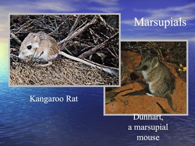 Marsupials Dunnart, a marsupial mouse Kangaroo Rat