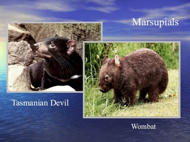 Marsupials Wombat Tasmanian Devil