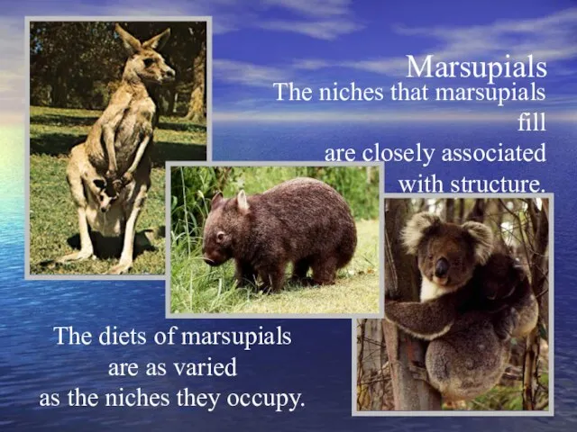 Marsupials The niches that marsupials fill are closely associated with structure. The