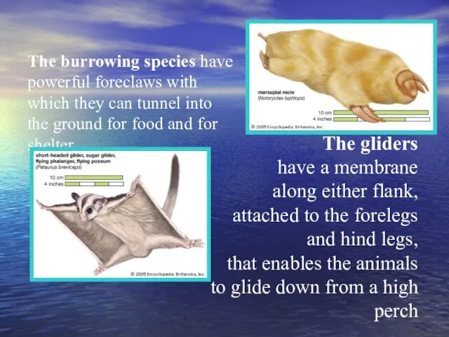 The burrowing species have powerful foreclaws with which they can tunnel into