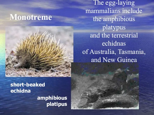 Monotreme The egg-laying mammalians include the amphibious platypus and the terrestrial echidnas