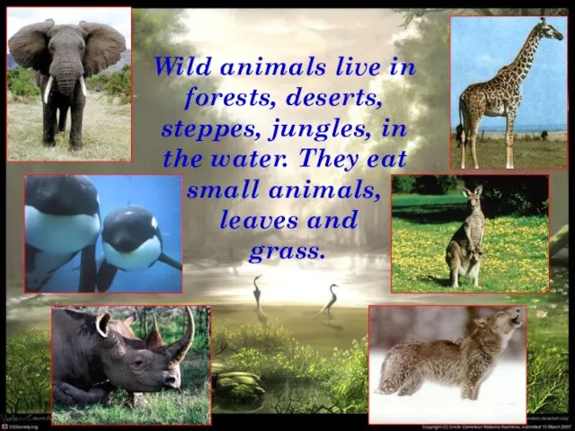 Wild animals live in forests, deserts, steppes, jungles, in the water. They