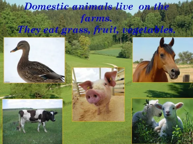 Domestic animals live on the farms. They eat grass, fruit, vegetables.