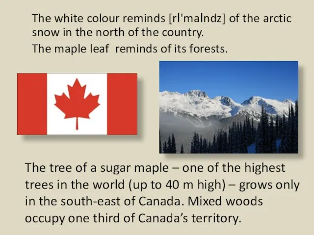 The tree of a sugar maple – one of the highest trees