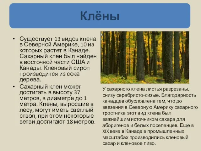 Существует 13 видов клена в Северной Америке, 10 из которых растет в