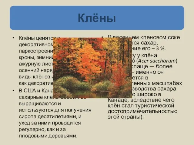 Клёны ценятся в декоративном садоводстве и паркостроении за красоту кроны, зимний цвет