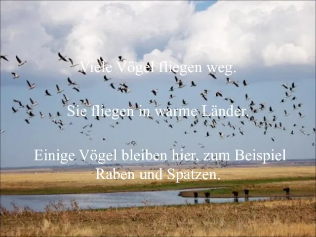 Viele Vögel fliegen weg. Sie fliegen in warme Länder. Einige Vögel bleiben