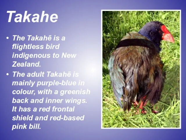 Takahe The Takahē is a flightless bird indigenous to New Zealand. The