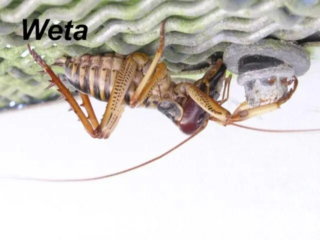 Weta