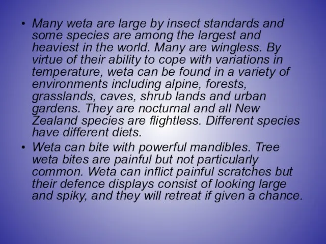 Many weta are large by insect standards and some species are among