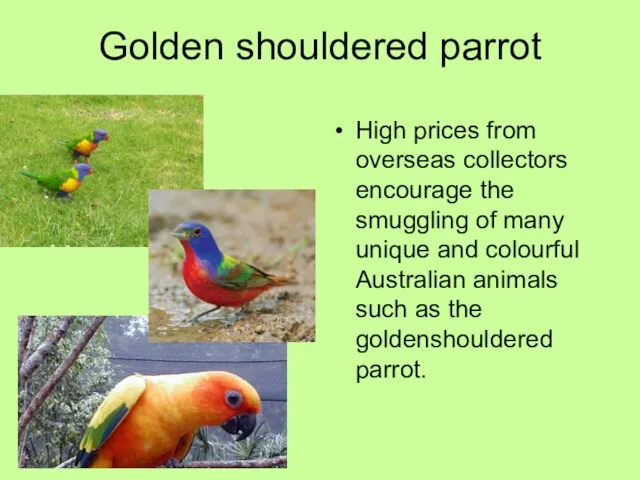 Golden shouldered parrot High prices from overseas collectors encourage the smuggling of