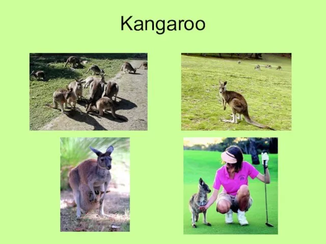 Kangaroo