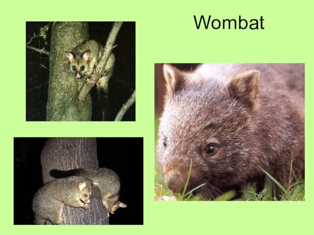 Wombat