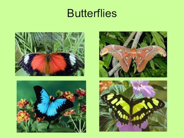 Butterflies