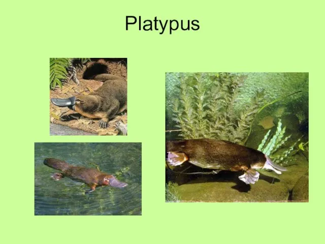 Platypus