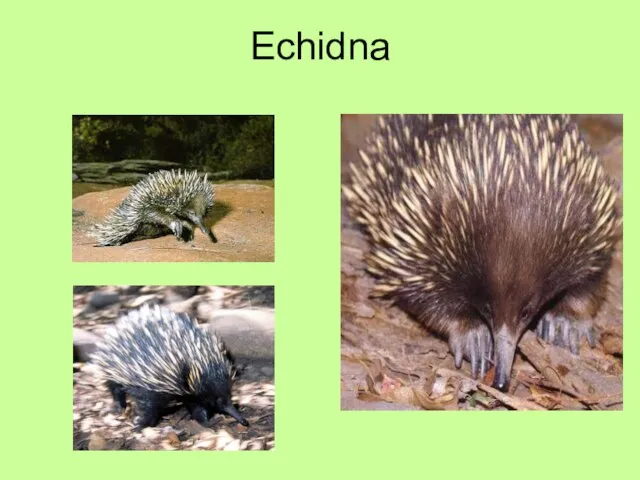 Echidna