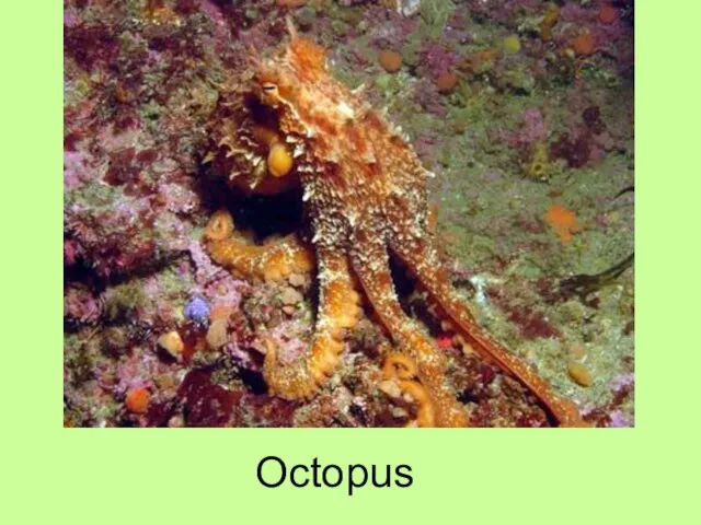 Octopus