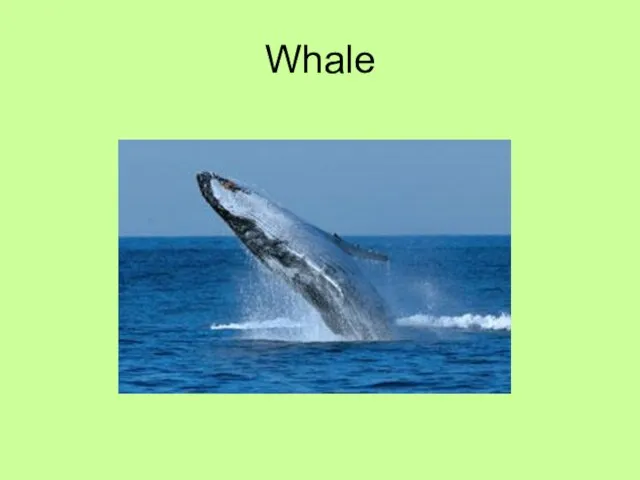 Whale