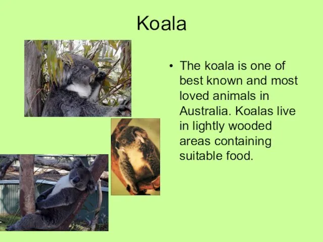 Koala The koala is one of best known and most loved animals