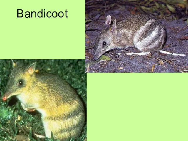 Bandicoot