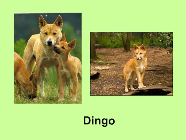 Dingo