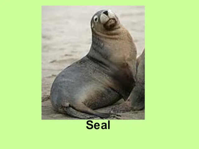 Seal