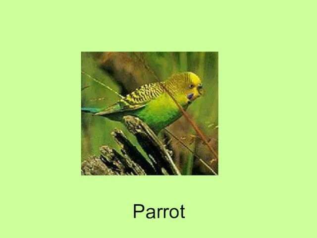 Parrot