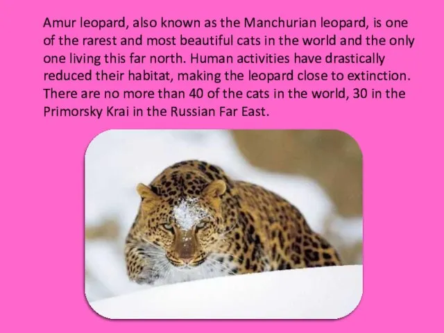 Amur leopard, also known as the Manchurian leopard, is one of the
