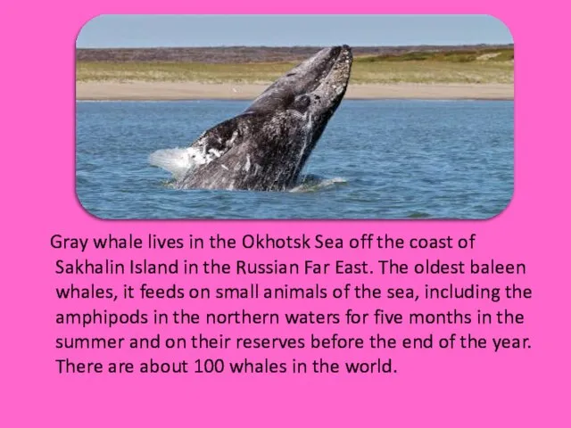 Gray whale lives in the Okhotsk Sea off the coast of Sakhalin