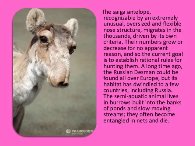 The saiga antelope, recognizable by an extremely unusual, oversized and flexible nose