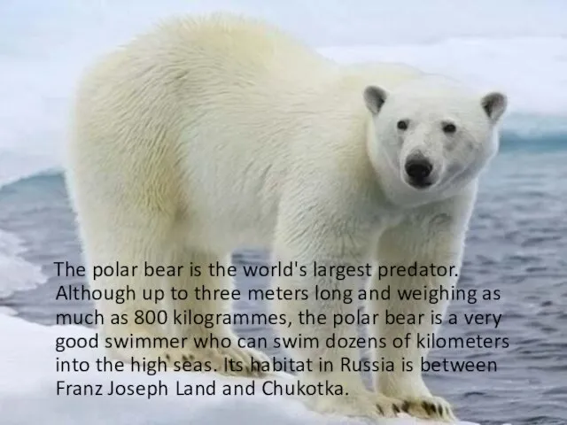 The polar bear is the world's largest predator. Although up to three