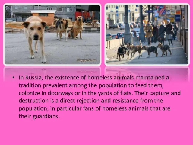 In Russia, the existence of homeless animals maintained a tradition prevalent among