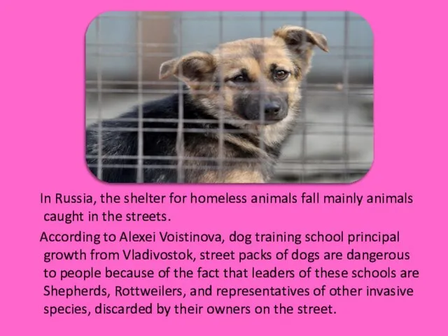 In Russia, the shelter for homeless animals fall mainly animals caught in