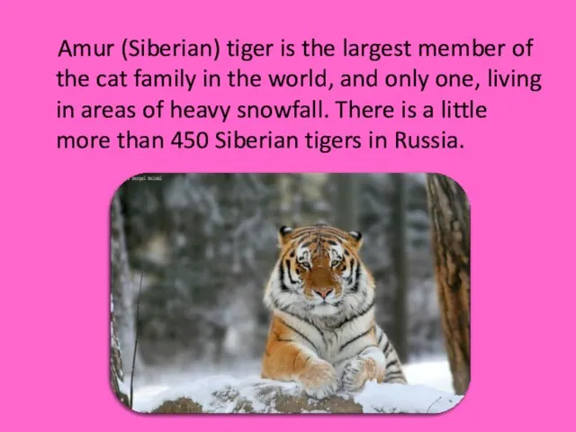 Amur (Siberian) tiger is the largest member of the cat family in