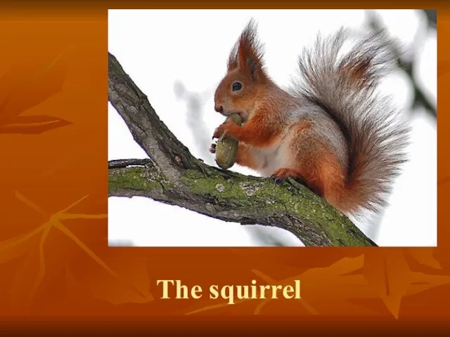 The squirrel