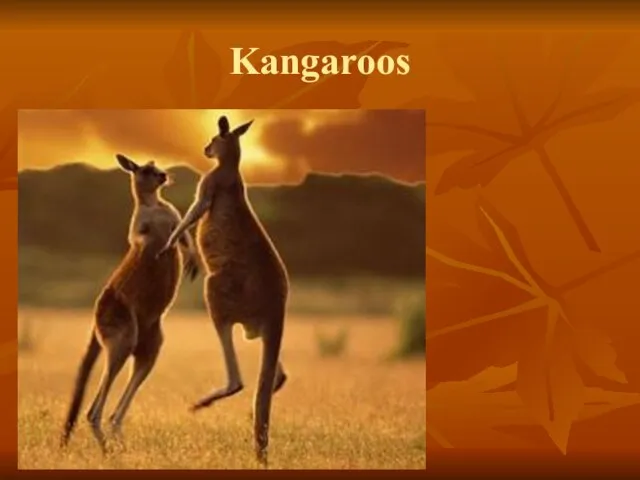 Kangaroos