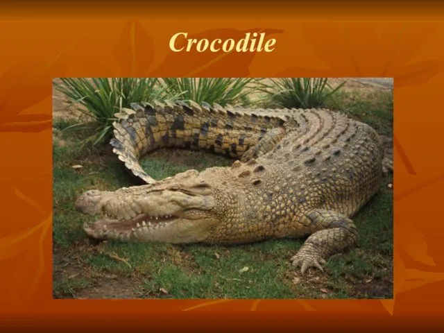 Crocodile