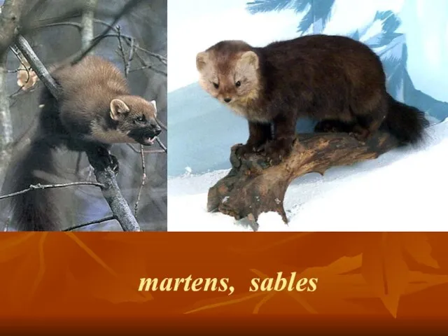 martens, sables