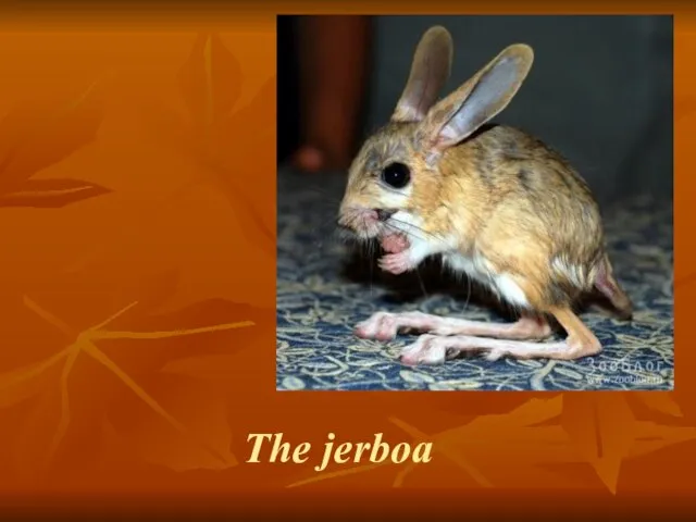 The jerboa