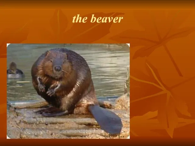 the beaver