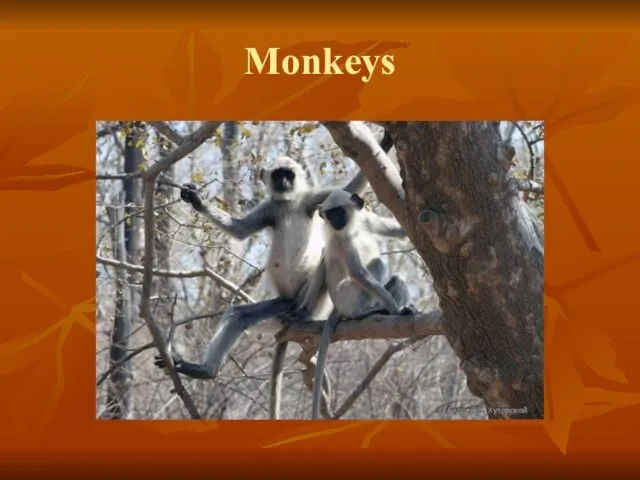 Monkeys