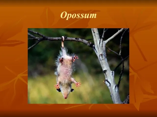 Opossum