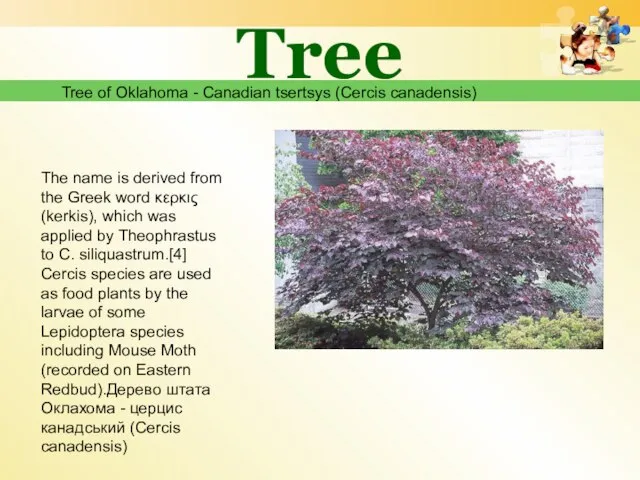 Tree Tree of Oklahoma - Canadian tsertsys (Cercis canadensis) The name is