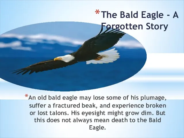 An old bald eagle may lose some of his plumage, suffer a